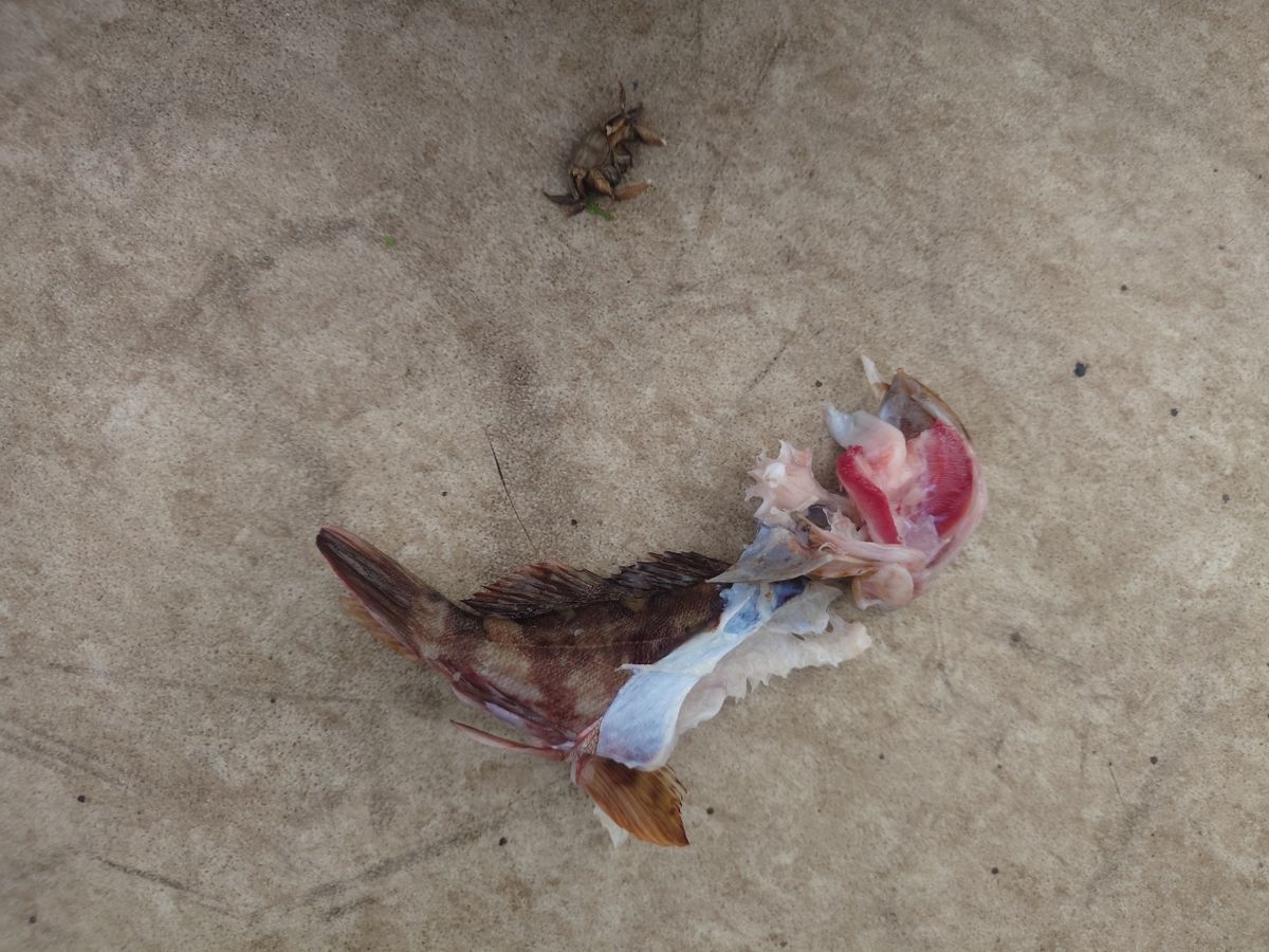 変態様さんの釣果 2枚目の画像