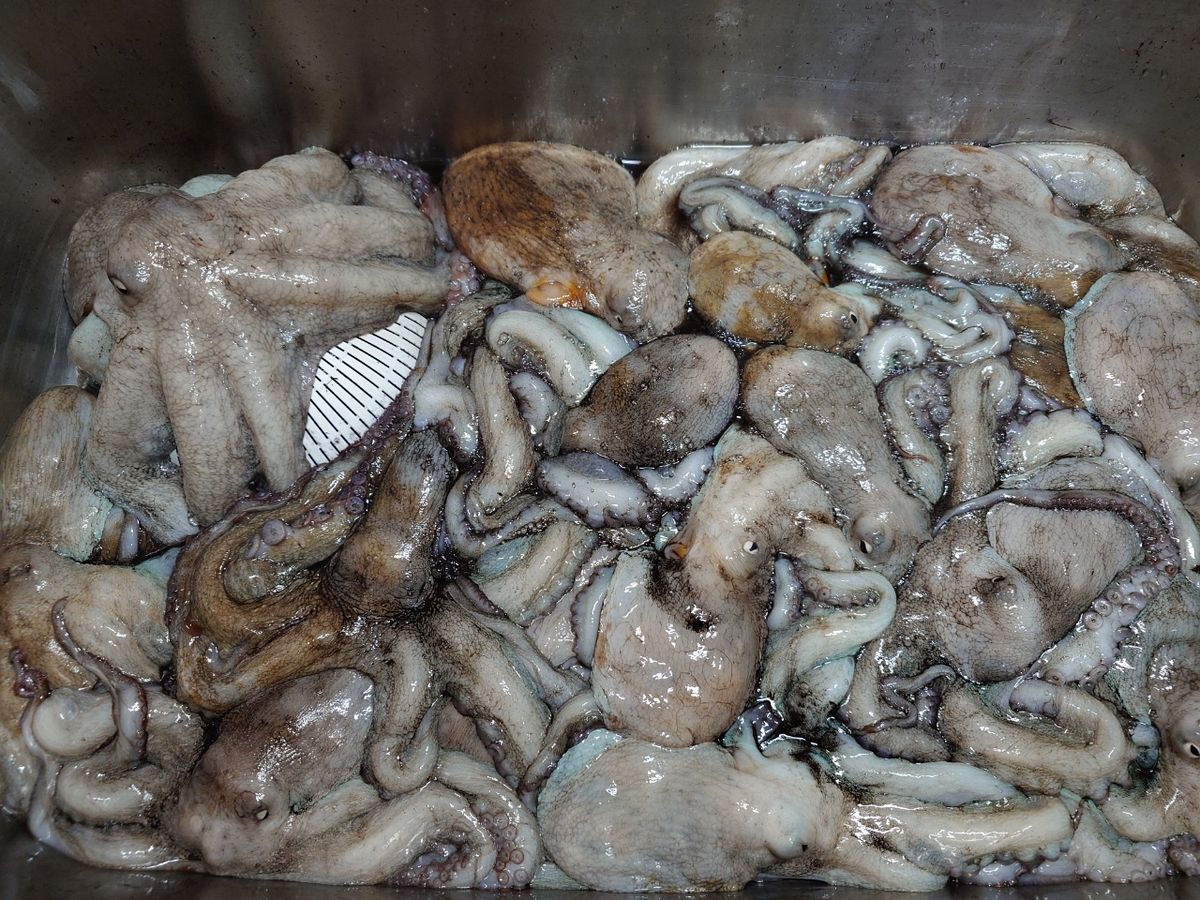 変態様さんの釣果 2枚目の画像