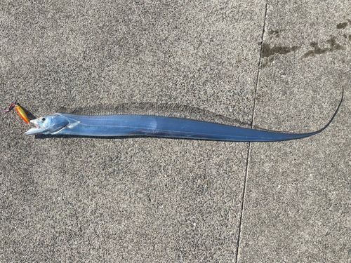 タチウオの釣果