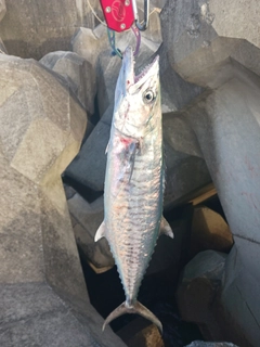 サゴシの釣果