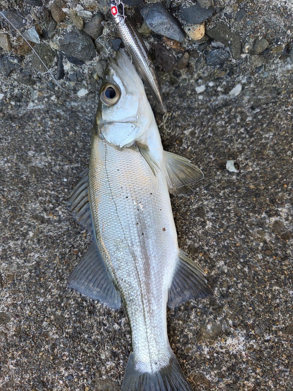 セイゴ（マルスズキ）