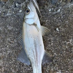 セイゴ（マルスズキ）