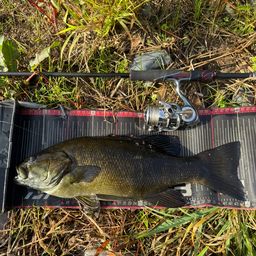 スモールマウスバス