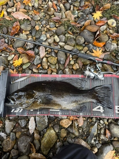 スモールマウスバスの釣果