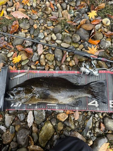 スモールマウスバスの釣果