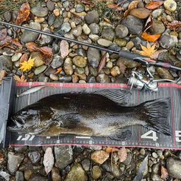 スモールマウスバス