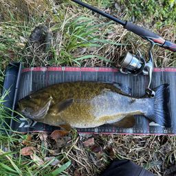 スモールマウスバス