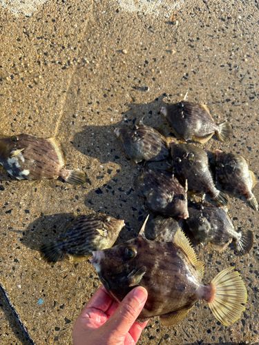 カワハギの釣果