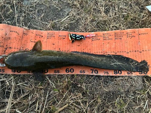 ナマズの釣果