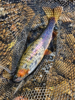 ニジマスの釣果