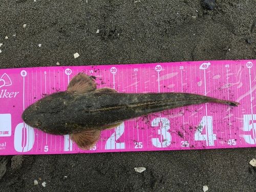 新舞子海岸（富津）