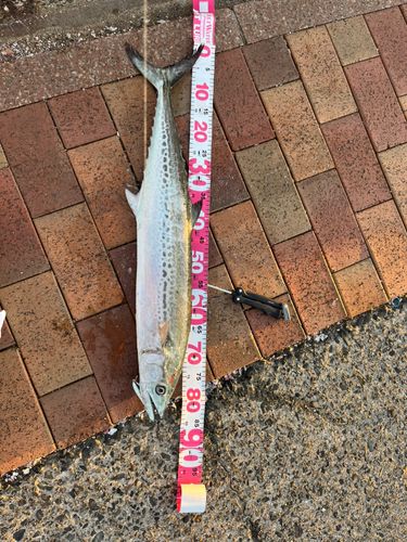 日明海峡釣り公園