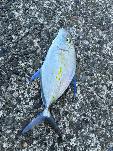 ナンヨウカイワリの釣果