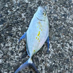 ナンヨウカイワリ