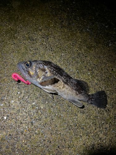 クロソイの釣果