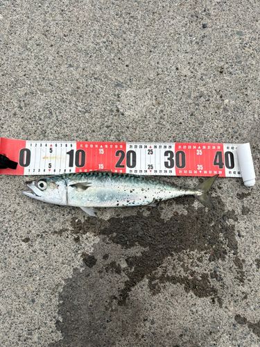 サバの釣果