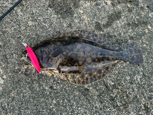 ヒラメの釣果