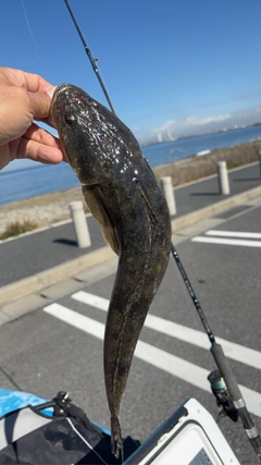 マゴチの釣果