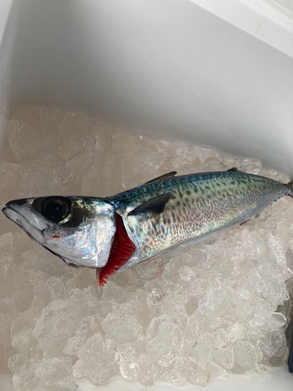 おぱんちゅパンサーさんの釣果 1枚目の画像