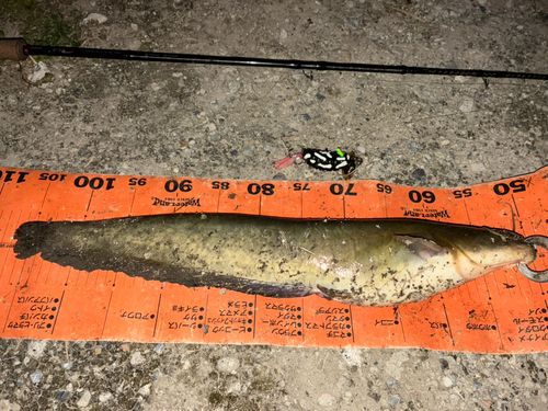 ナマズの釣果