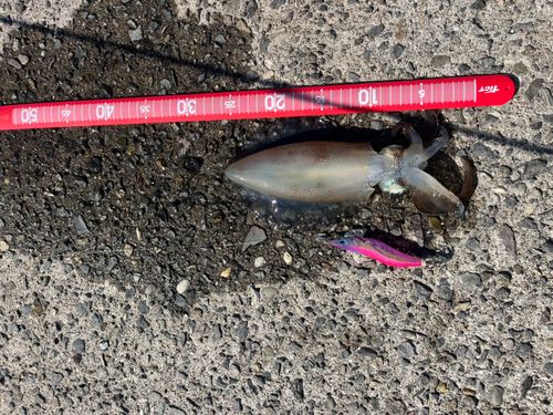 白木漁港（大分県）