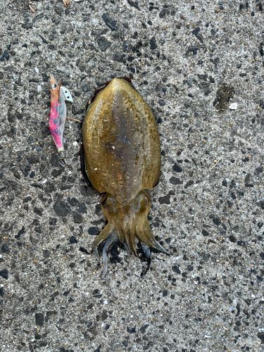 モンゴウイカの釣果
