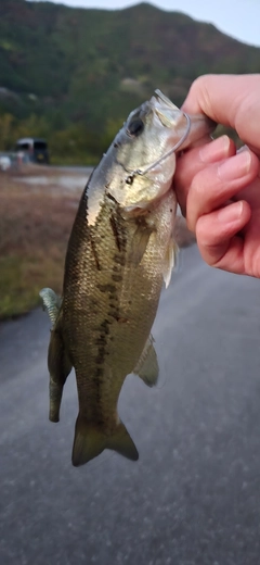 ブラックバスの釣果