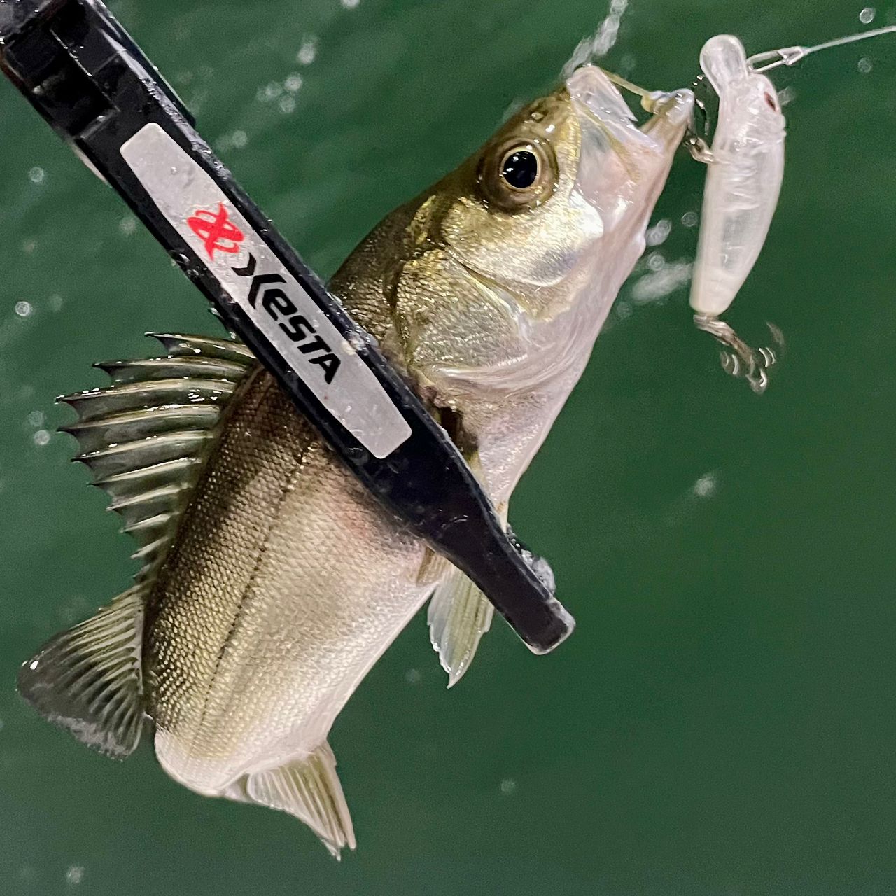 セイゴ（マルスズキ）