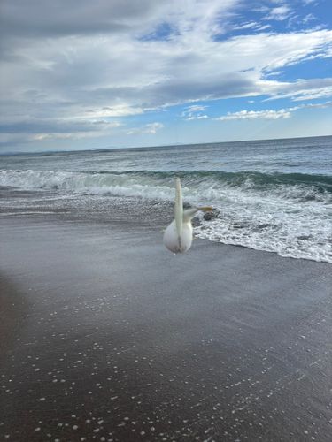 クサフグの釣果