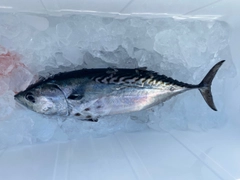 スマガツオの釣果