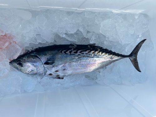 スマガツオの釣果