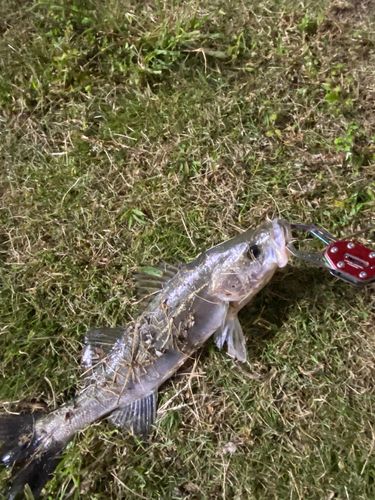 木津川（大阪）