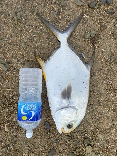 マルコバンの釣果