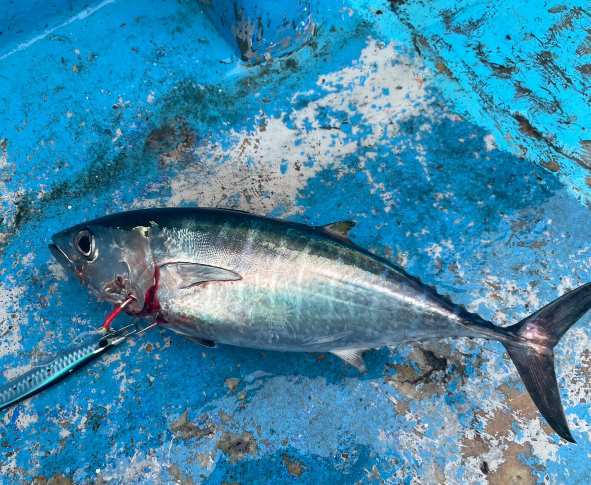 ぴにゃちゃんさんの釣果 1枚目の画像