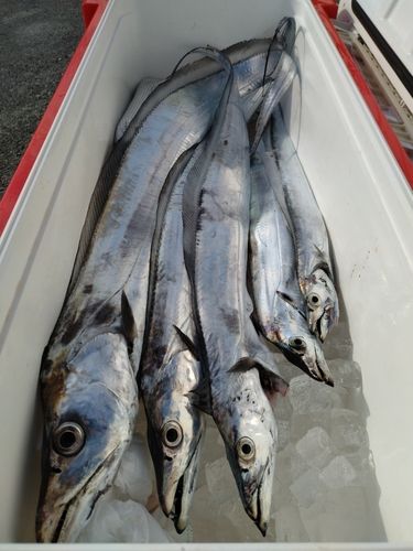 タチウオの釣果