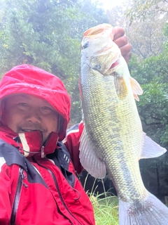 ラージマウスバスの釣果