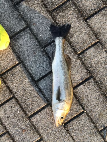 シーサイドコスモ釣り解放区