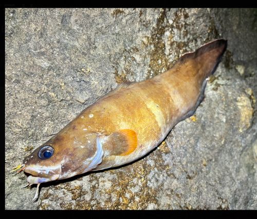 イタチウオの釣果