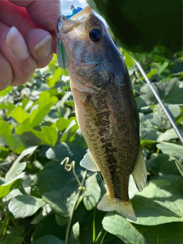 ラージマウスバスの釣果