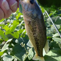 ラージマウスバス