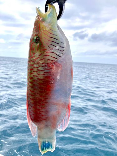 ホホスジモチノウオの釣果