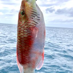 ホホスジモチノウオ