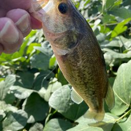 ラージマウスバス