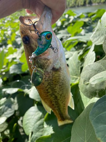 ラージマウスバスの釣果