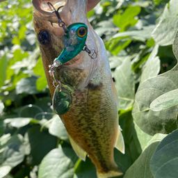 ラージマウスバス