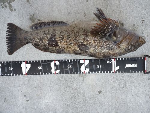 アイナメの釣果