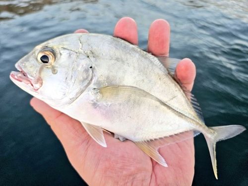 ロウニンアジの釣果