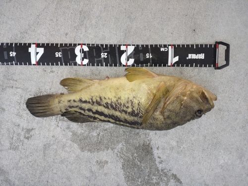 シマソイの釣果