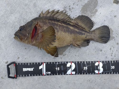 シマソイの釣果