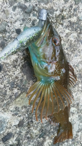 アナハゼの釣果